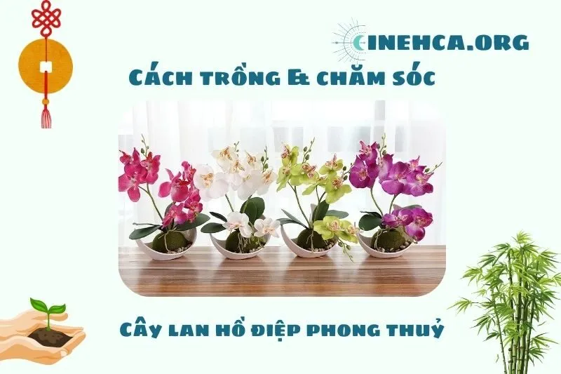 Hướng dẫn chăm sóc cây lan hồ điệp phong thủy
