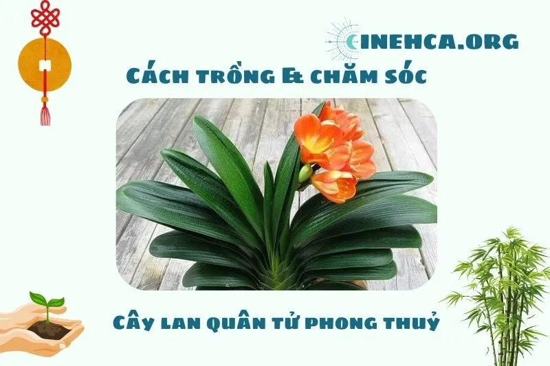 Cách trồng và chăm sóc cây lan quân tử phong thủy