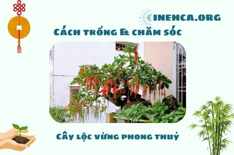 Cách trồng và chăm sóc cây lộc vừng phong thuỷ