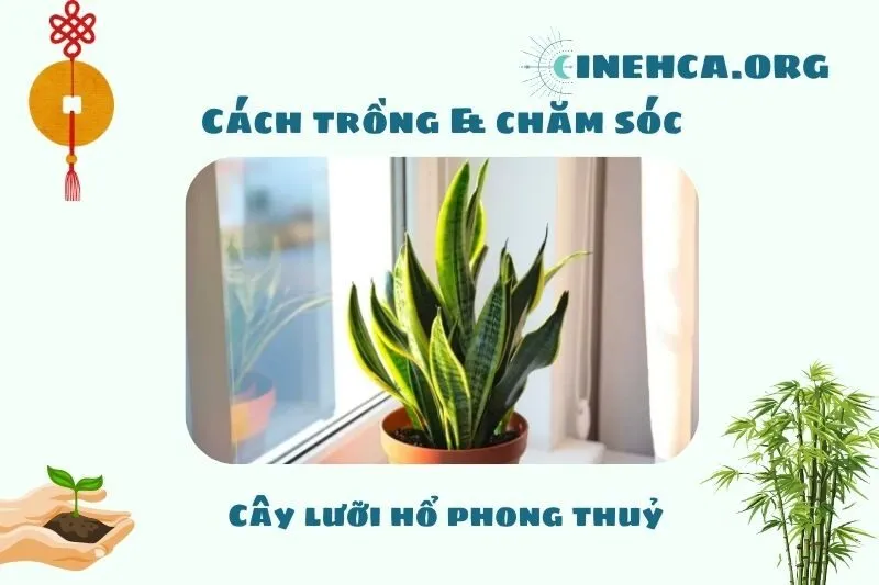 Cách trồng và chăm sóc cây lưỡi hổ phong thủy