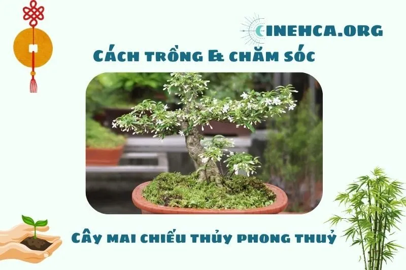 Cách trồng và chăm sóc cây mai chiếu thủy phong thủy