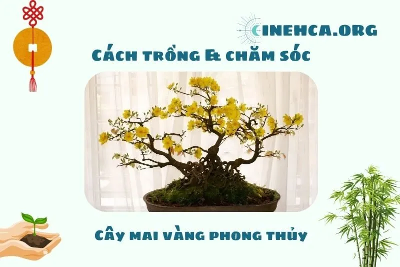 Chăm sóc cây mai vàng phong thủy sau Tết