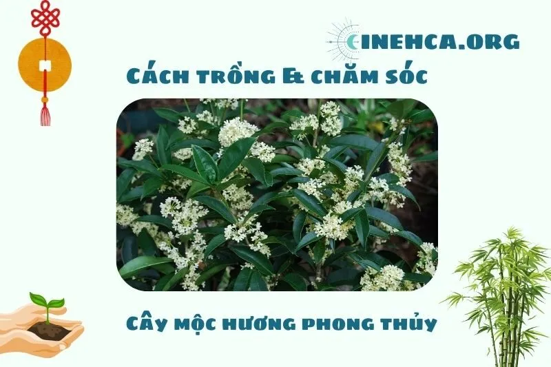 Cách trồng và chăm sóc cây mộc hương để hợp phong thủy