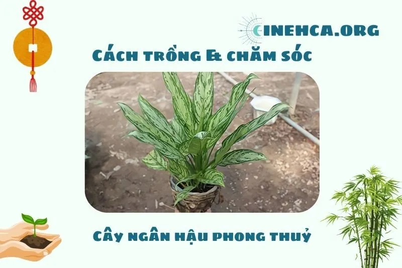 Cách Trồng Và Chăm Sóc Cây Ngân Hậu