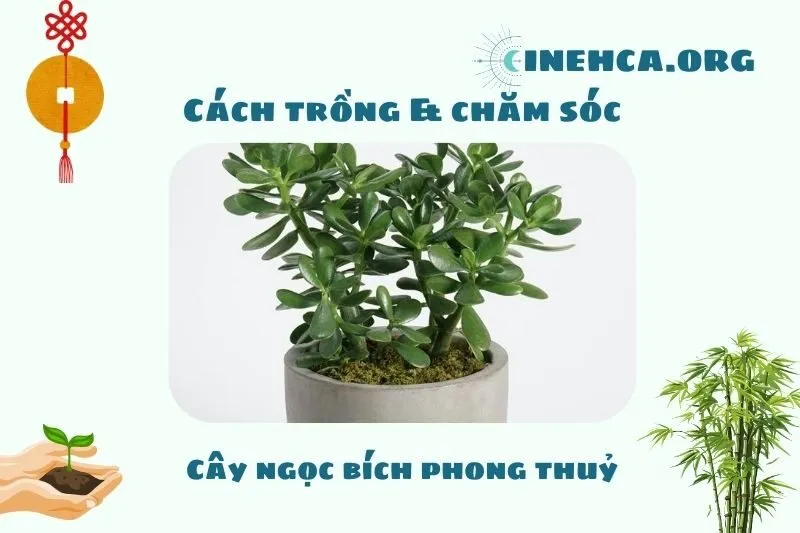 Cách trồng và chăm sóc cây ngọc bích phong thủy