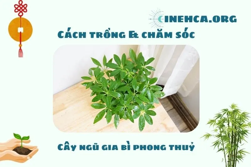 Cách trồng và chăm sóc cây ngũ gia bì phong thủy