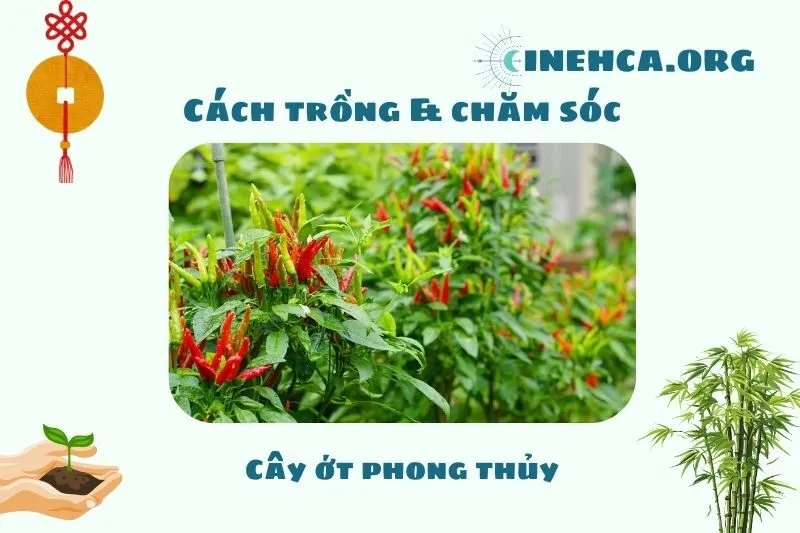 Cách trồng và chăm sóc cây ớt phong thủy