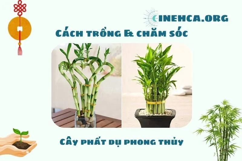 Cách trồng và chăm sóc cây phất dụ phong thủy