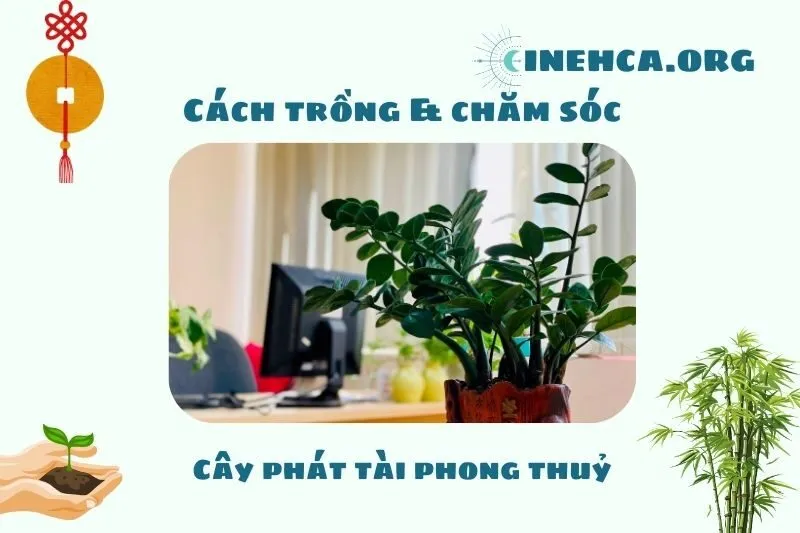 Cách trồng và chăm sóc cây phát tài phong thủy