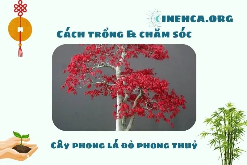 Cách trồng và chăm sóc cây phong lá đỏ phong thủy