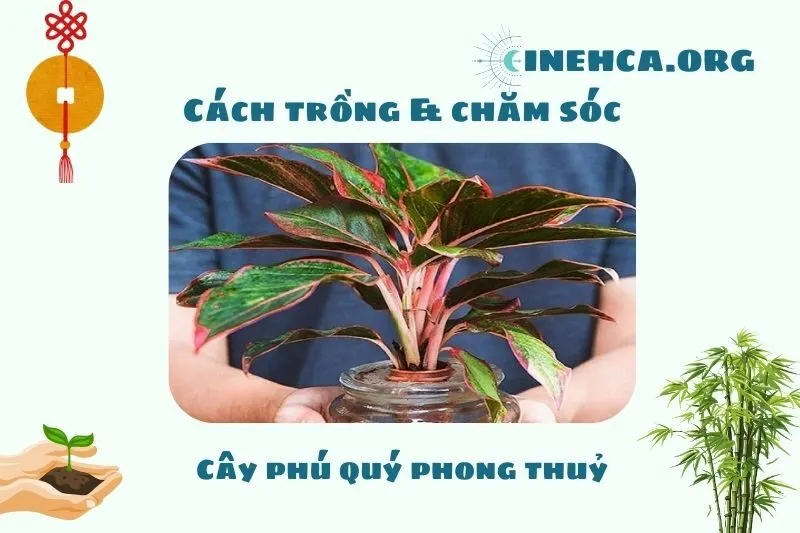 Cách trồng và chăm sóc cây phú quý