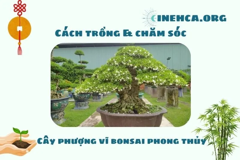 Cách trồng và chăm sóc cây phượng vĩ