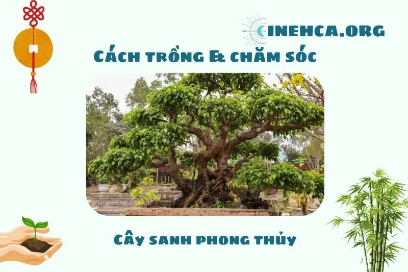 Cách trồng, tạo thế và chăm sóc cây sanh cảnh