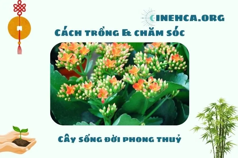 Cách trồng và chăm sóc cây sống đời phong thủy