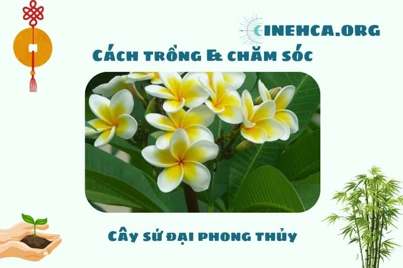 Cách trồng và chăm sóc cây sứ đại phong thủy