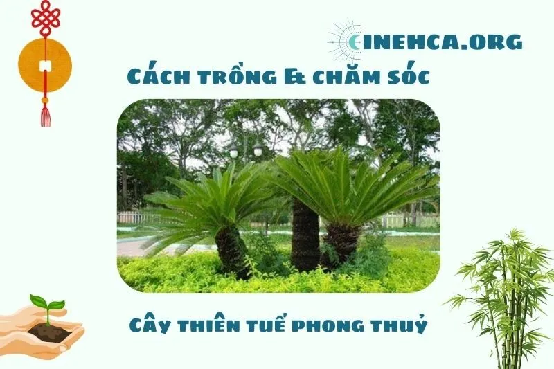Cách trồng và chăm sóc cây thiên tuế