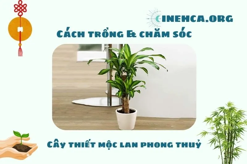 Cách trồng và chăm sóc cây thiết mộc lan
