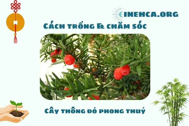 Cách trồng và chăm sóc cây thông đỏ phong thủy