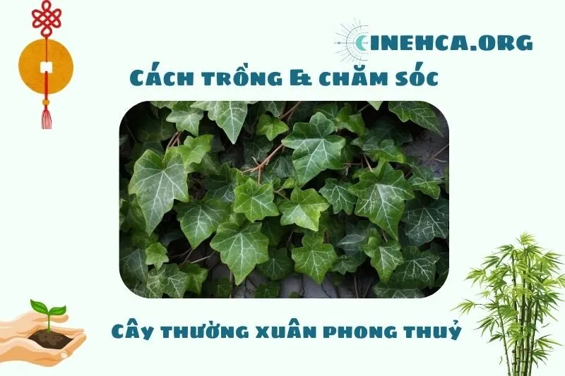 Cách trồng và chăm sóc cây thường xuân