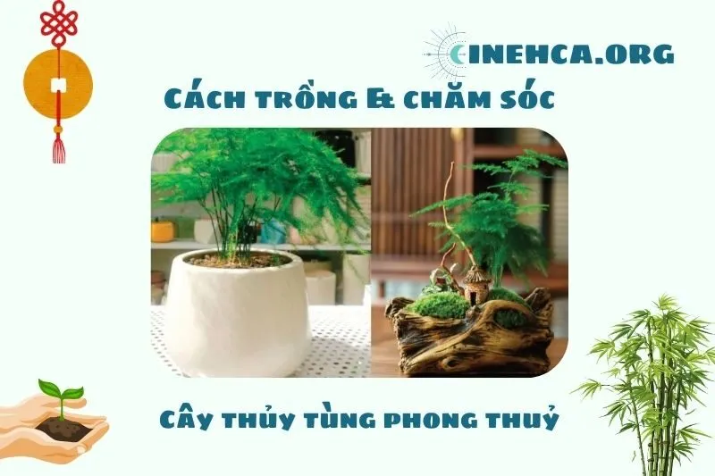 Cách trồng và chăm sóc cây Thủy Tùng để bàn