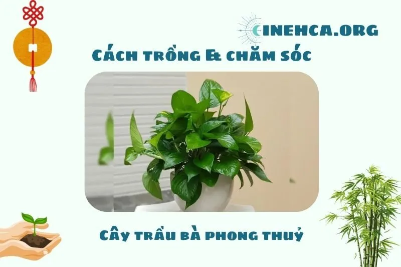 Cách trồng và chăm sóc cây trầu bà phong thuỷ