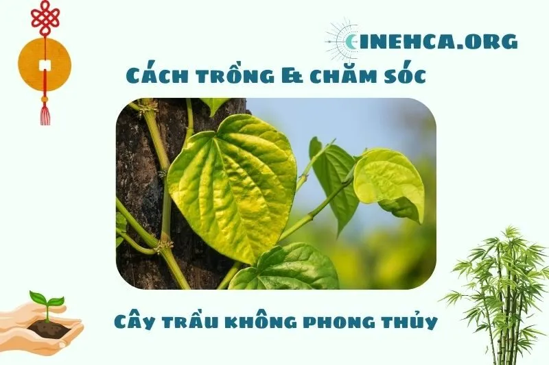 Cách trồng và chăm sóc cây trầu không phong thủy