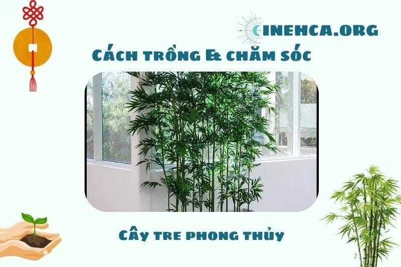 Cách trồng và chăm sóc cây tre phong thủy