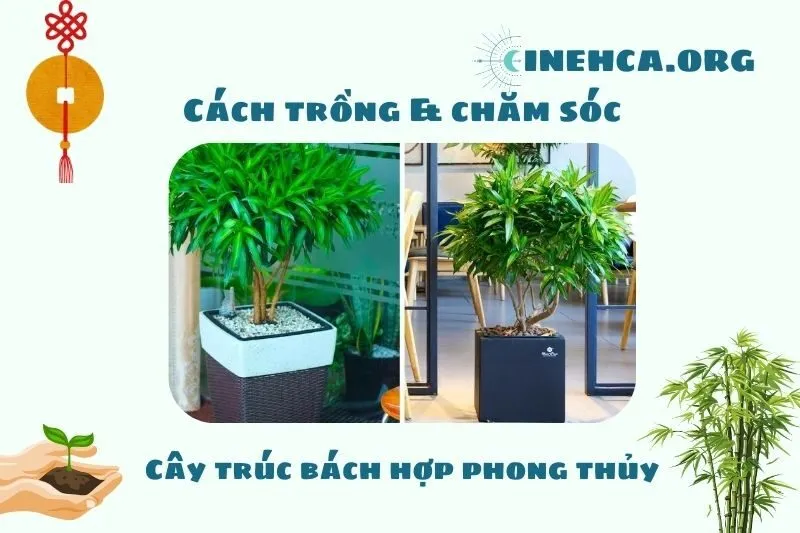 Cách trồng và chăm sóc cây trúc bách hợp tại nhà