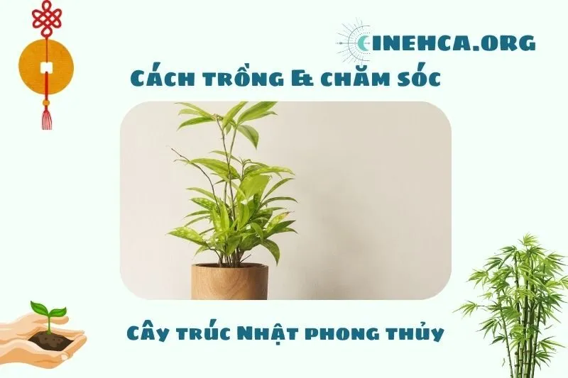 Cách trồng và chăm sóc cây trúc Nhật phong thủy