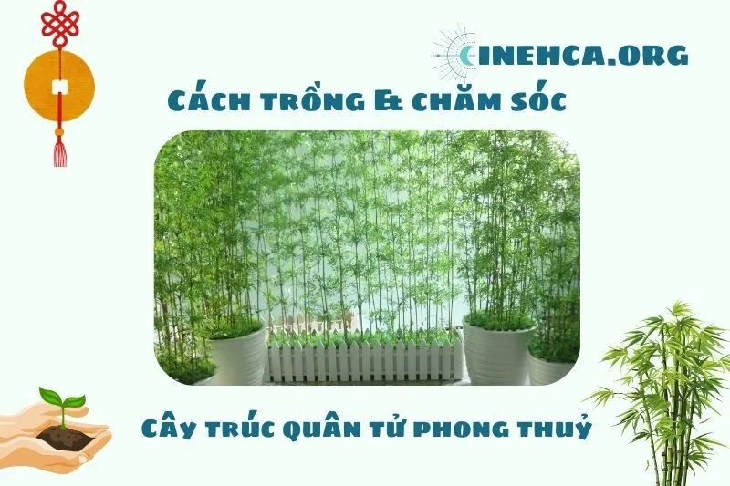 Cách trồng và chăm sóc cây trúc quân tử phong thủy