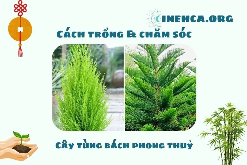 Cách trồng và chăm sóc cây tùng bách phong thủy