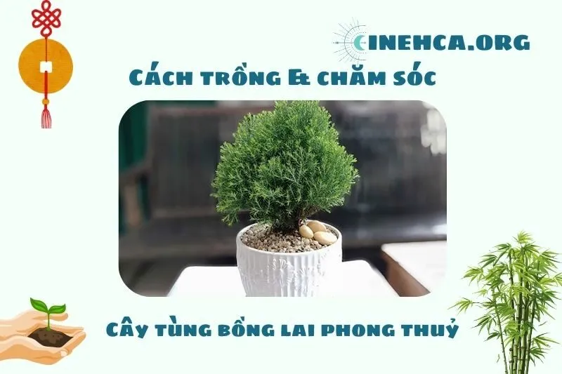 Hướng dẫn trồng và chăm sóc cây Tùng Bồng Lai đúng cách