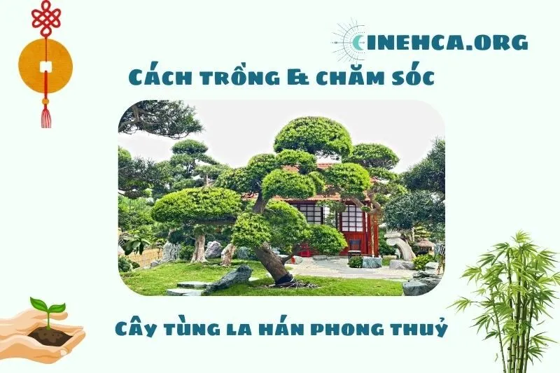 Cách trồng và chăm sóc cây tùng la hán phong thủy