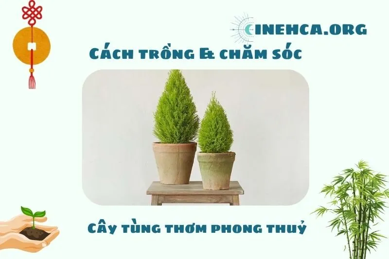 Cách trồng và chăm sóc cây tùng thơm phong thủy