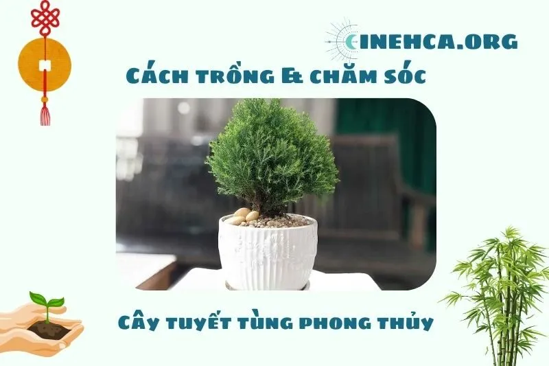 Cách trồng và chăm sóc cây tuyết tùng phong thủy