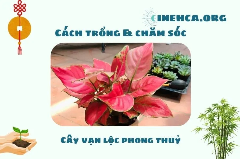 Cách trồng và chăm sóc cây vạn lộc đúng cách