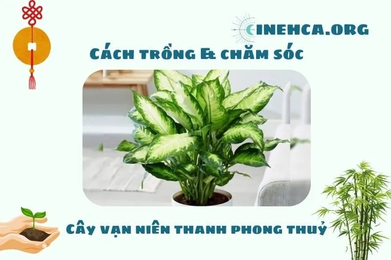 Cách trồng và chăm sóc cây vạn niên thanh phong thủy