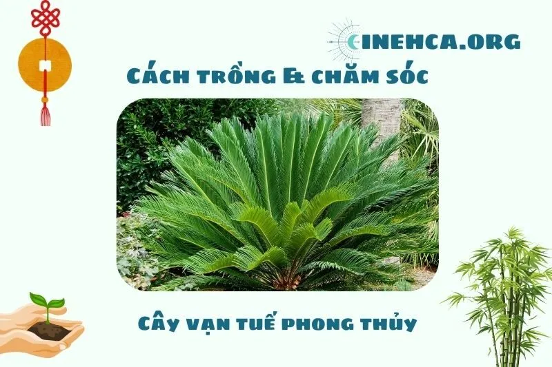 Cách trồng và chăm sóc cây vạn tuế phong thủy