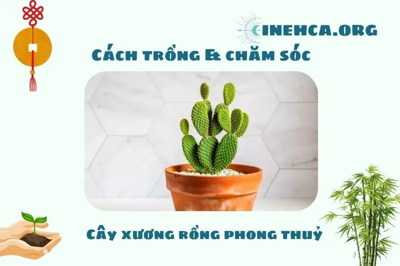 Cách trồng và chăm sóc cây xương rồng phong thủy