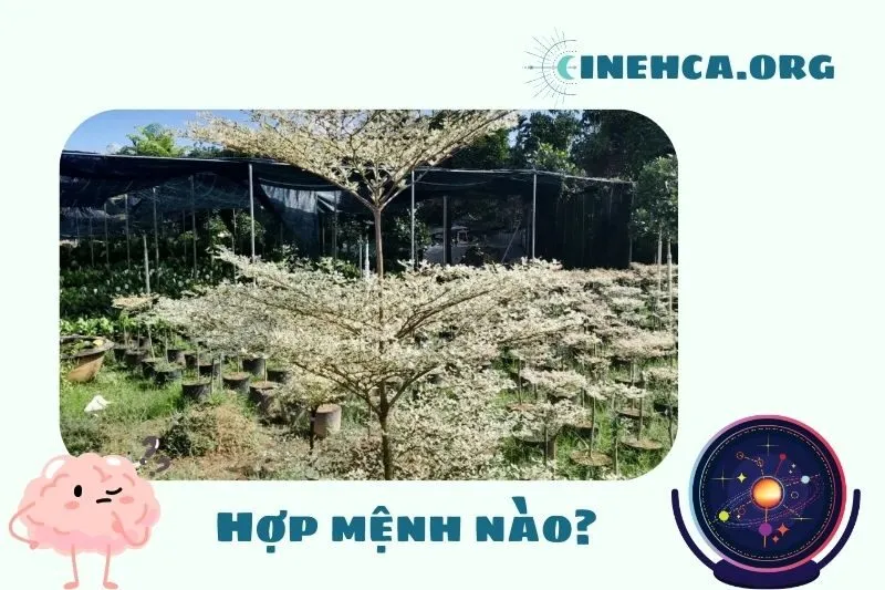 Cây Bàng Đài Loan hợp mệnh nào trong phong thủy?