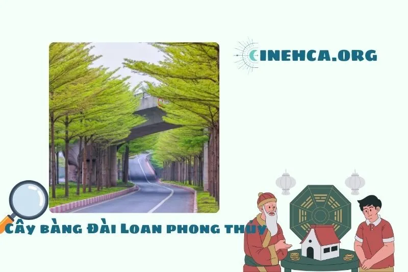 Ý nghĩa phong thủy của cây Bàng Đài LoanÝ nghĩa phong thủy của cây Bàng Đài Loan