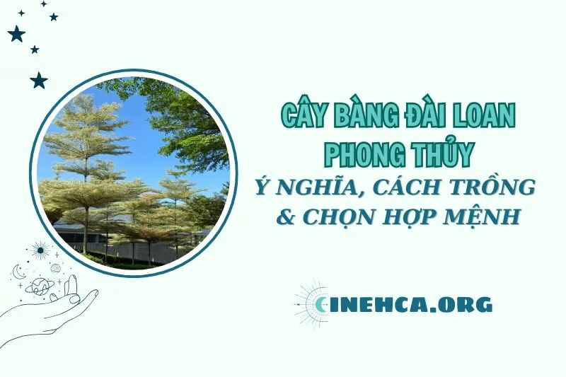Cây Bàng Đài Loan Phong Thủy: Ý Nghĩa và Cách Trồng Hiệu Quả 2025
