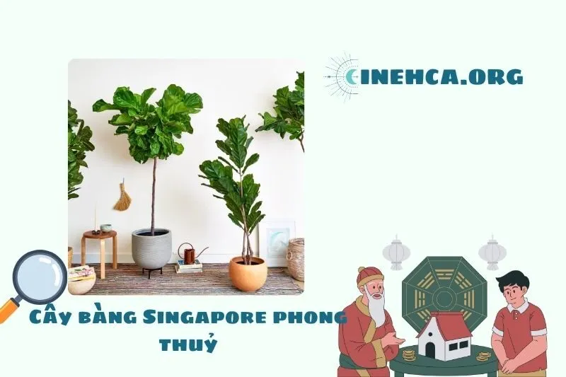 Cây bàng Singapore là gì? Ý nghĩa phong thủy và công dụng