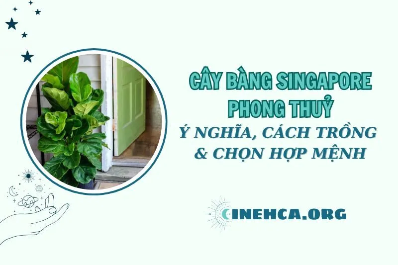 Cây bàng Singapore phong thủy: Ý nghĩa, chăm sóc và hợp mệnh 2025