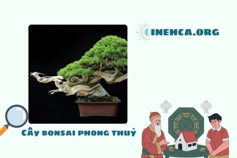 Cây bonsai là cây gì?
