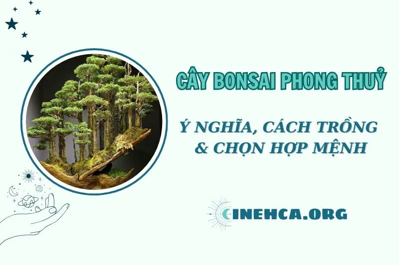 Cây Bonsai Phong Thủy 2025: Ý nghĩa, cách bài trí và chọn mệnh hợp