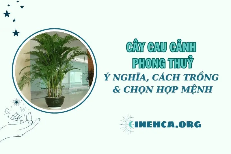 Cây cau cảnh phong thủy 2025: Ý nghĩa và cách chăm sóc đúng chuẩn