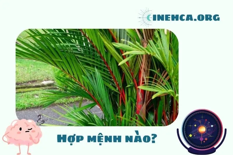 Cây cau đỏ phong thủy hợp mệnh nào?