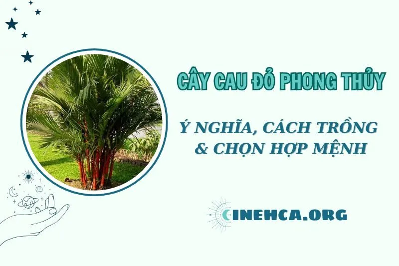 Cây cau đỏ phong thủy 2025: Ý nghĩa, cách trồng và chăm sóc