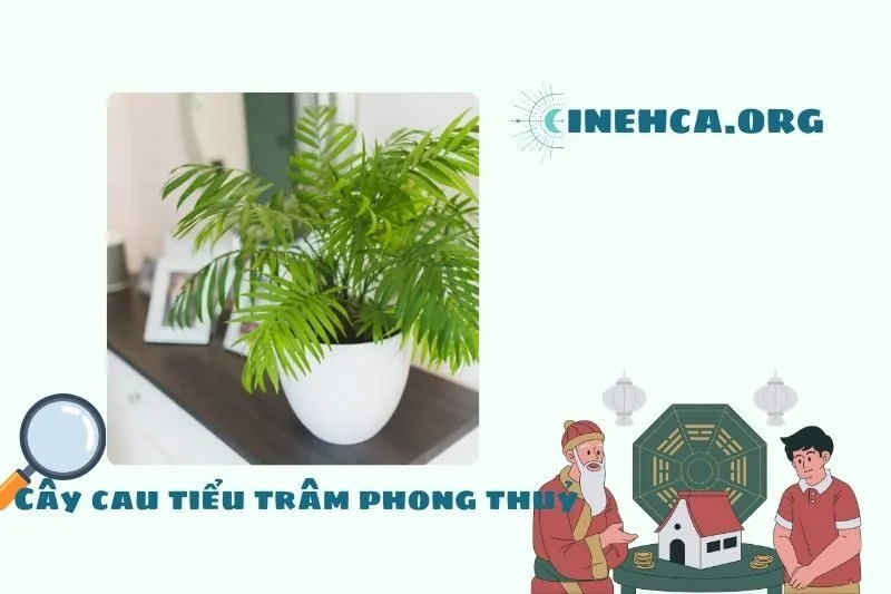 Cây cau tiểu trâm phong thủy là gì? Ý nghĩa và công dụng